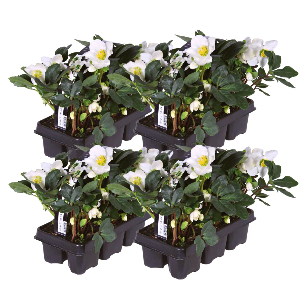Helleborus niger "Christmas Carol" – Set bestehend aus 24 Pflanzen (4 x Sixpack) - Image 2