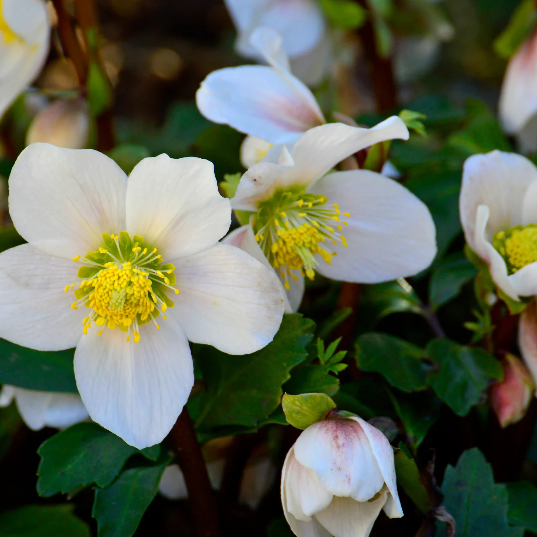 Helleborus niger "Christmas Carol" – Set bestehend aus 24 Pflanzen (4 x Sixpack) - Image 3