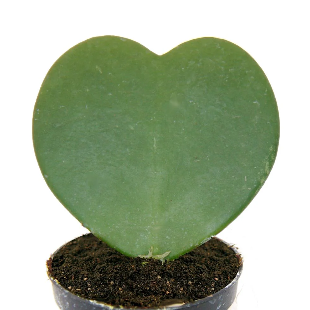 Hoya kerii - plante de coeur, plante de coeur ou petite chérie - en pot de 6cm - Image 2