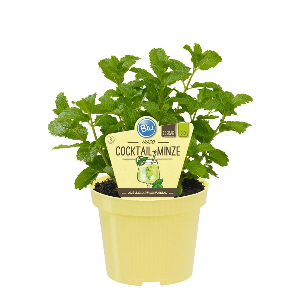 HUGO-Minze - Cocktail-Minze in BIO-Qualität - Mentha spicata - Kräuterpflanze im 12cm Topf