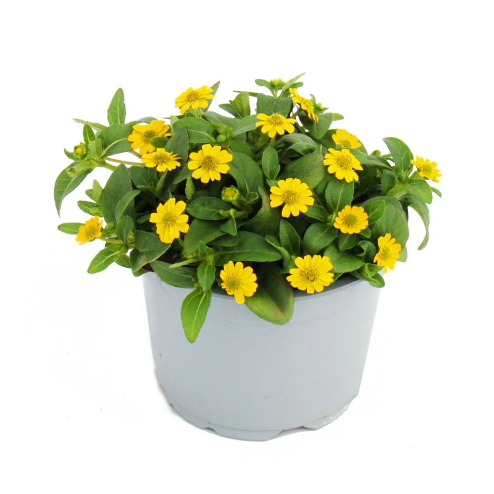 Husarenknöpfchen - gelb - Sanvitalia - 12cm - Set mit 3 Pflanzen - Image 3