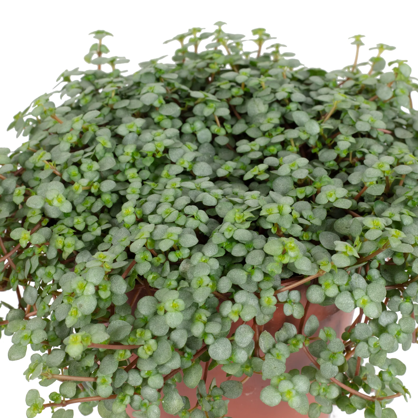 Kanonierblume "Smit Chique" - Pilea glauca - Höhe ca. 15 cm, Topf-Ø 12 cm - Image 2
