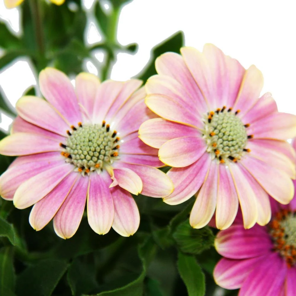 Kapkörbchen - Osteospermum ecklonis - 11cm Topf - Set mit 3 Pflanzen - rosa-gelb - Image 2