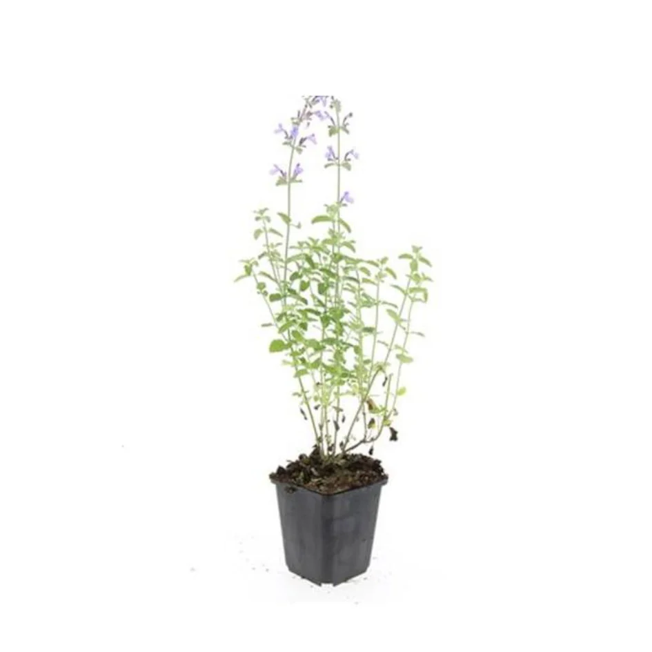 Katzenminze - Nepeta faassenii 'Walker's Low' - pflegeleichte Staude - 9cm Topf - Set mit 6 Pflanzen