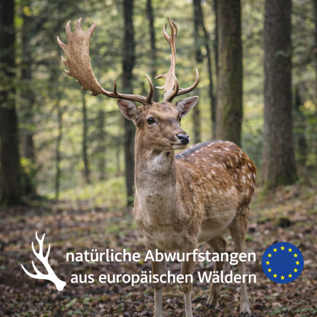 Kaustange vom Damhirsch - Image 8