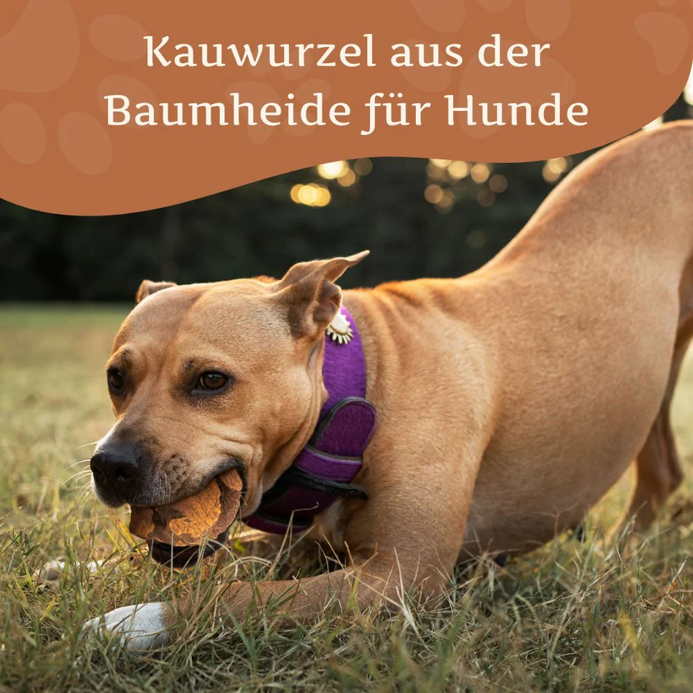 Kauwurzel aus Baumheide - Image 41