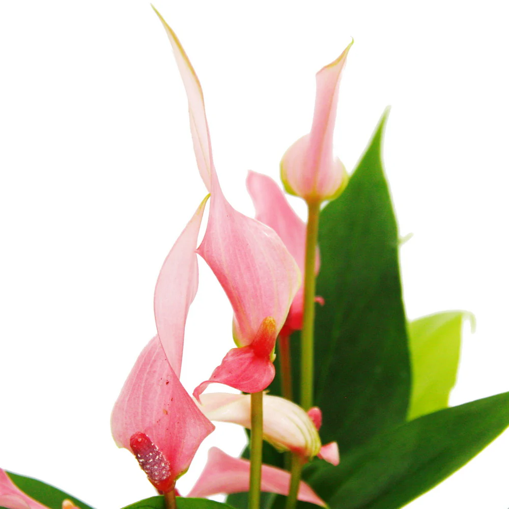 Kleine Flamingoblume Anthurium andreanum Baby-Anthurie 7cm Topf kleinblütig rosa blühend Lilli - Image 2