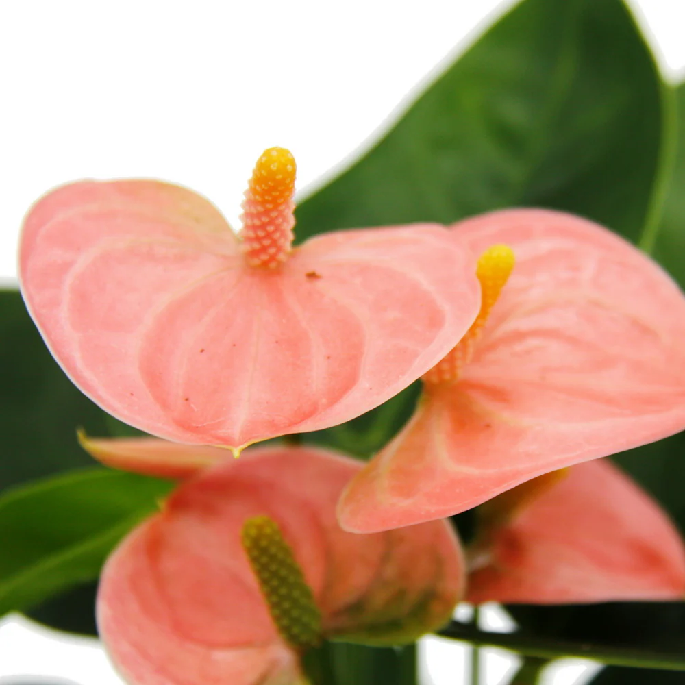 Kleine Flamingoblume Anthurium andreanum Baby-Anthurie Pflanze 7cm Topf lachsrosa blühend Spirit - Image 2