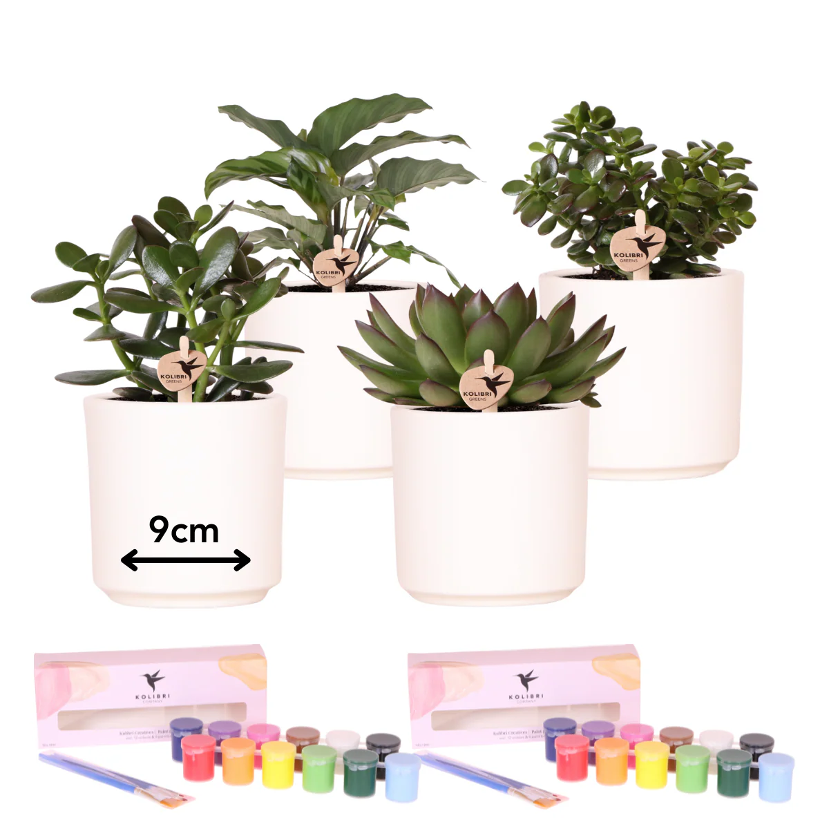 Kolibri Creatives | Pflanzen-Set mit 4 Pflanzen und Übertöpfen zum Selbst bemalen