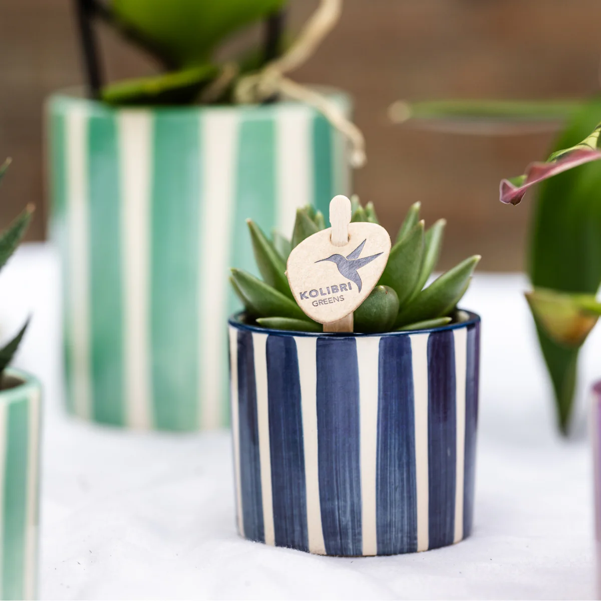 Kolibri Greens | Mini-Pflanzen Set im schönen Übertopf Ø9cm & Ø6cm - Image 3