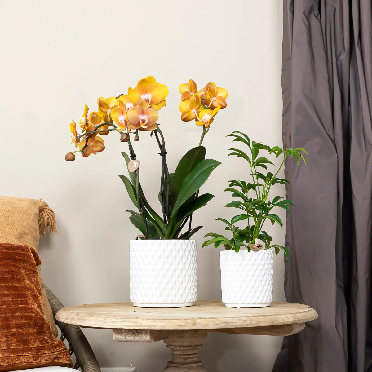 Kolibri Orchids KOMBI ANGEBOT von 4 Phalaenopsis-Orchideen - Las Vegas - Topfgröße 12cm - Image 5