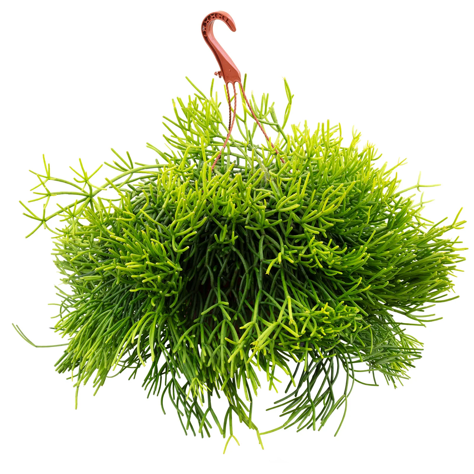 Korallenkaktus (Ampel) - Rhipsalis heteroclada - Höhe ca. 40 cm, Topf-Ø 21 cm