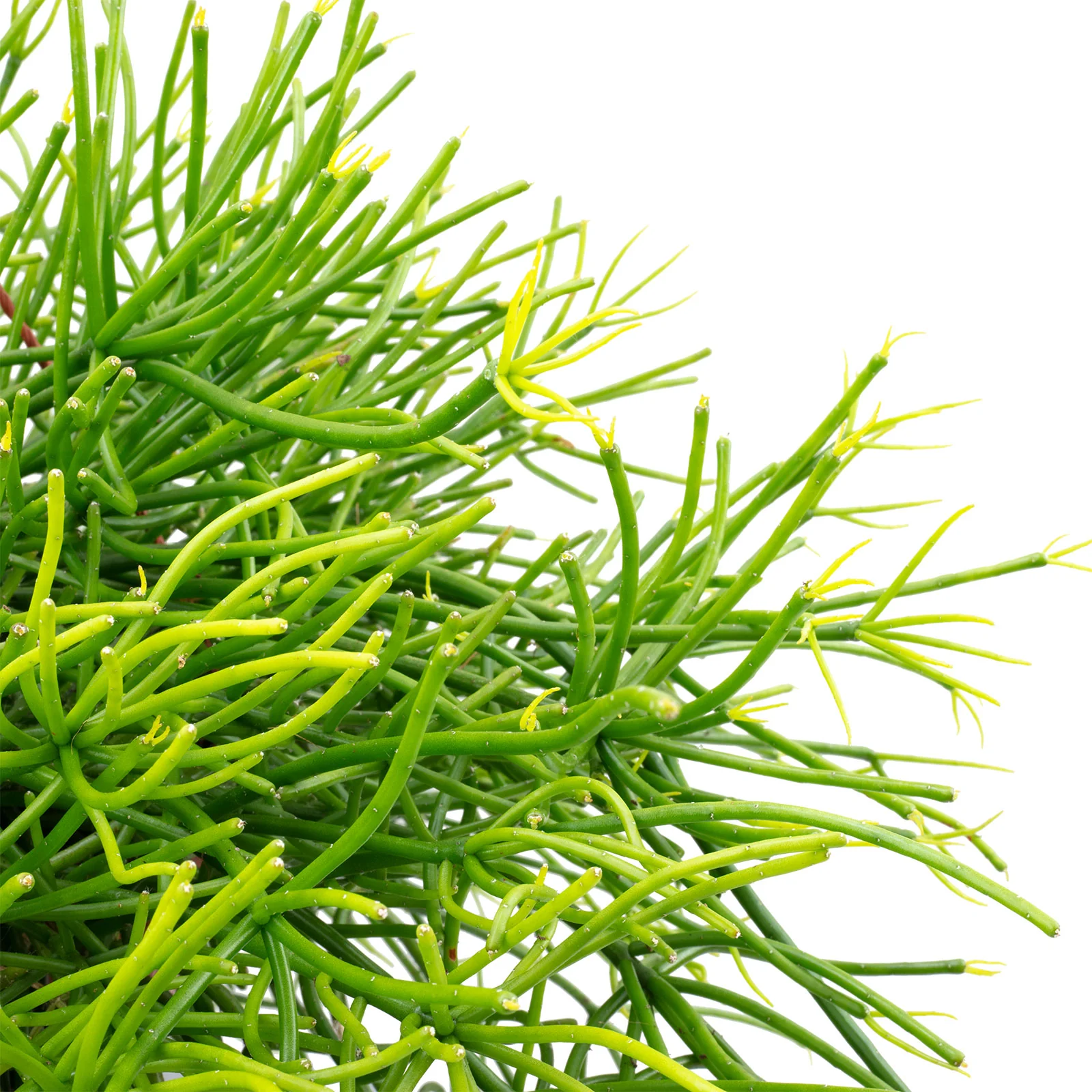 Korallenkaktus (Ampel) - Rhipsalis pulchra - Höhe ca. 45 cm, Topf-Ø 21 cm - Image 2