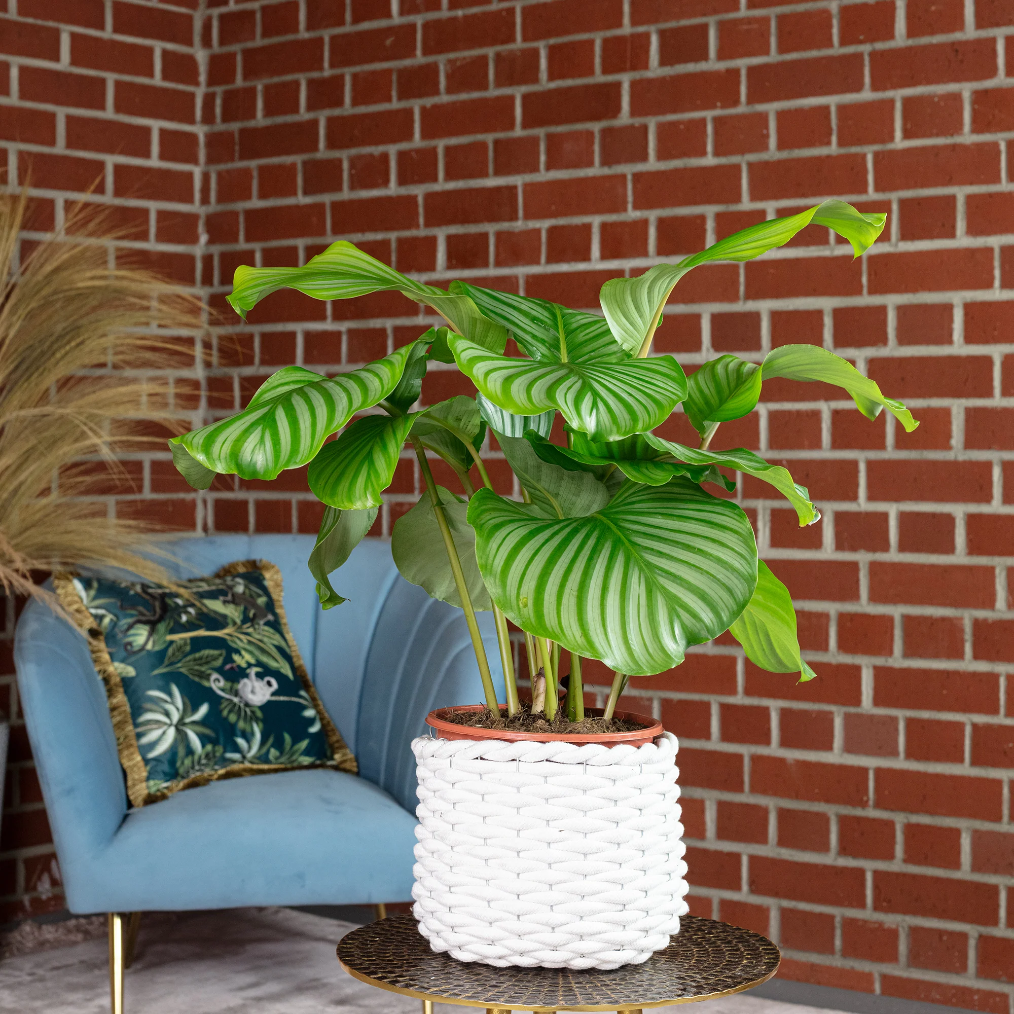 Korbmarante Ornata - Calathea Orbifolia - Höhe ca. 60 cm, Topf-Ø 21 cm - Image 2