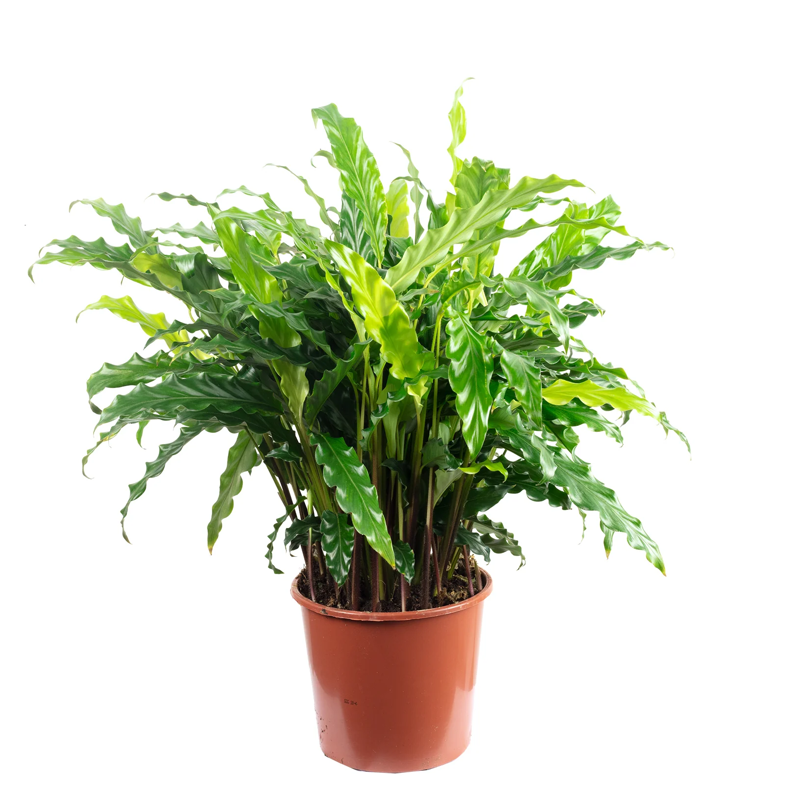 Korbmarante 'rufibarba ' - Calathea - Höhe ca. 60 cm, Topf-Ø 17 cm