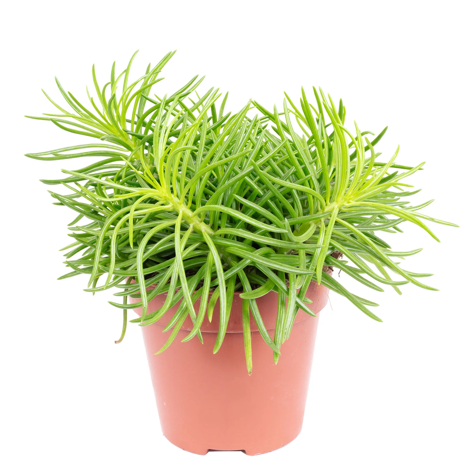Kreuzkraut-Mix Smit-Sortiment - Senecio - Höhe ca. 25 cm, Topf-Ø 12 cm - Image 2