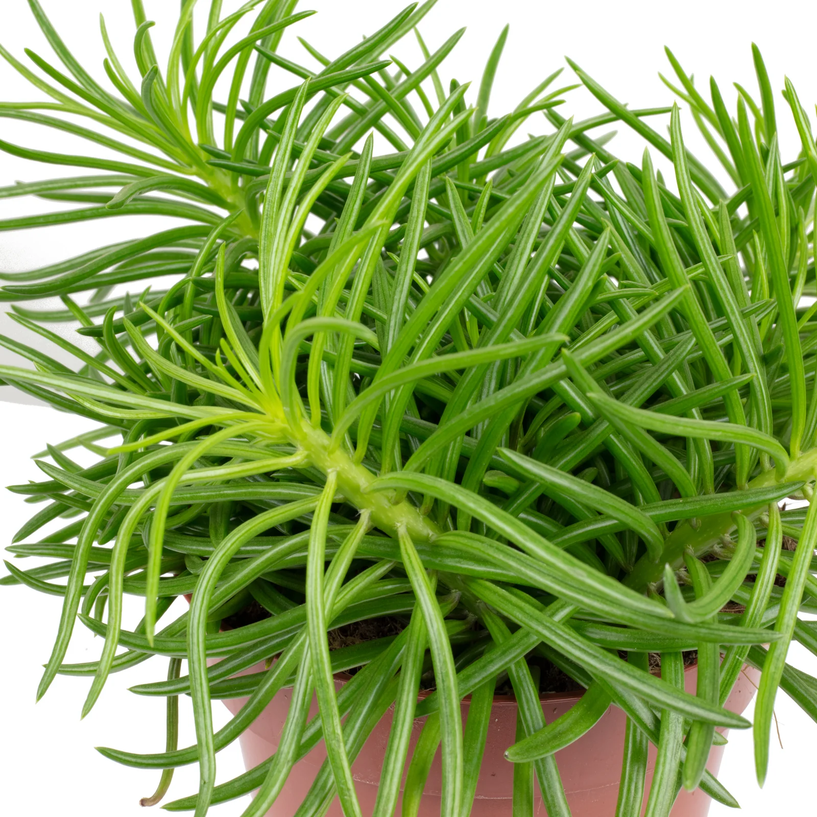 Kreuzkraut-Mix Smit-Sortiment - Senecio - Höhe ca. 25 cm, Topf-Ø 12 cm - Image 4