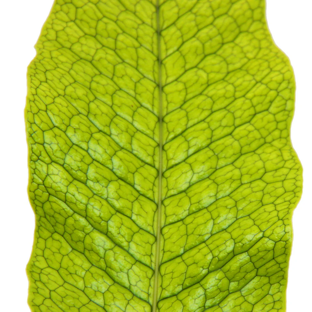 Fougère crocodile - Microsorum musifolium crocodyllus - Pot 12cm - Image 3