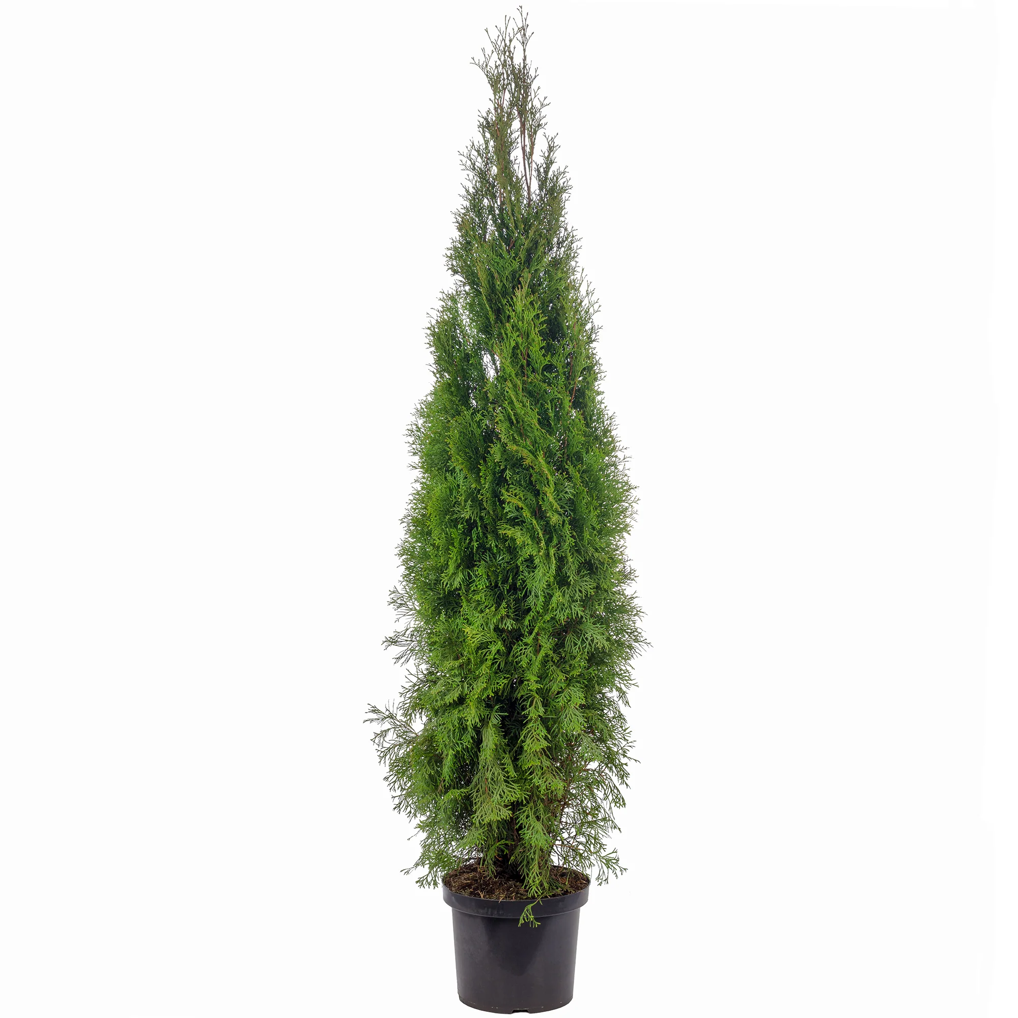 Lebensbaum "Smaragd" C10 - Thuja occidentalis smaragd - Höhe ca. 140-160 cm