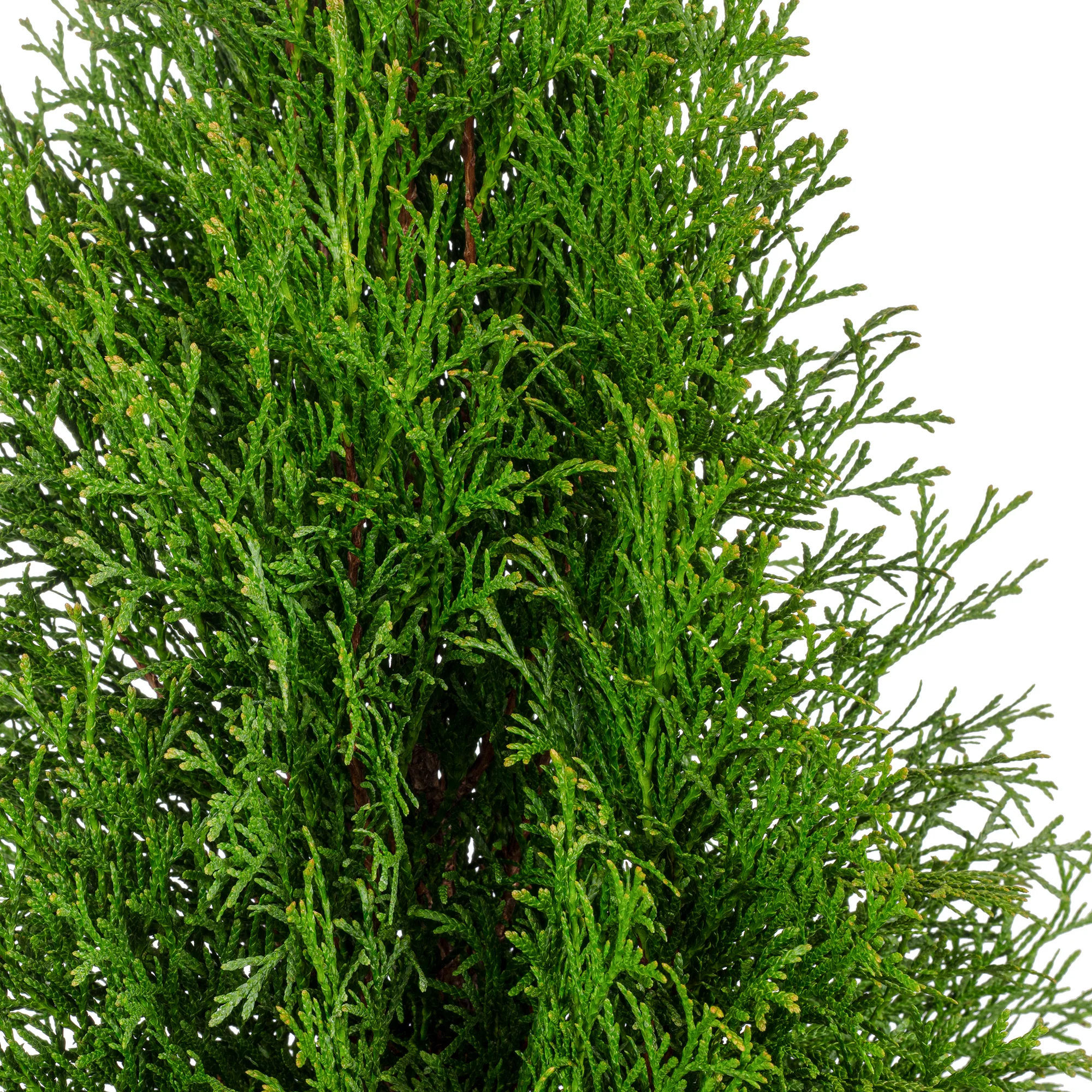 Lebensbaum "Smaragd" C3 - Thuja occidentalis smaragd - Höhe ca. 60-80 cm - Image 2