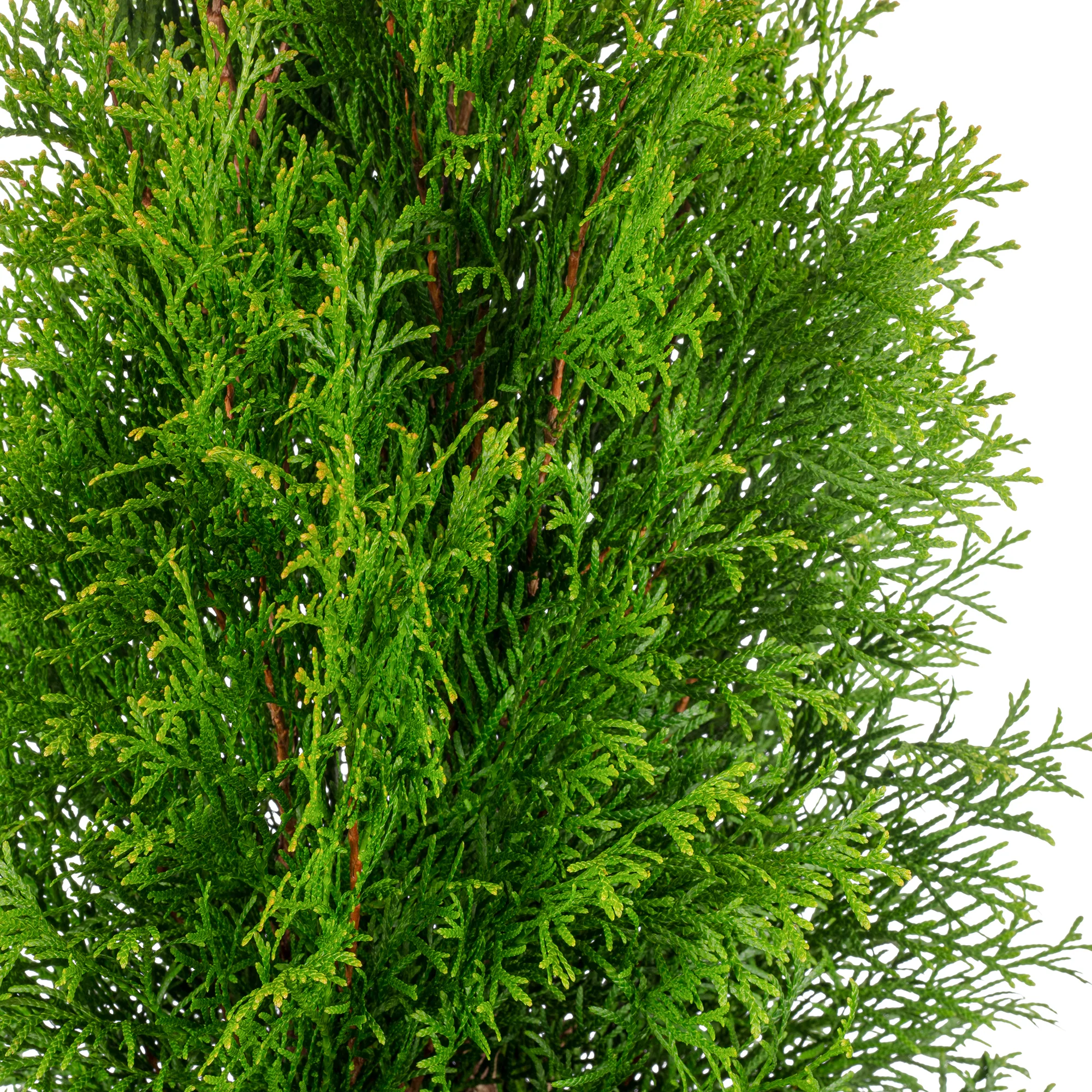 Lebensbaum "Smaragd" C5 - Thuja occidentalis smaragd - Höhe ca. 80-100 cm - Image 2