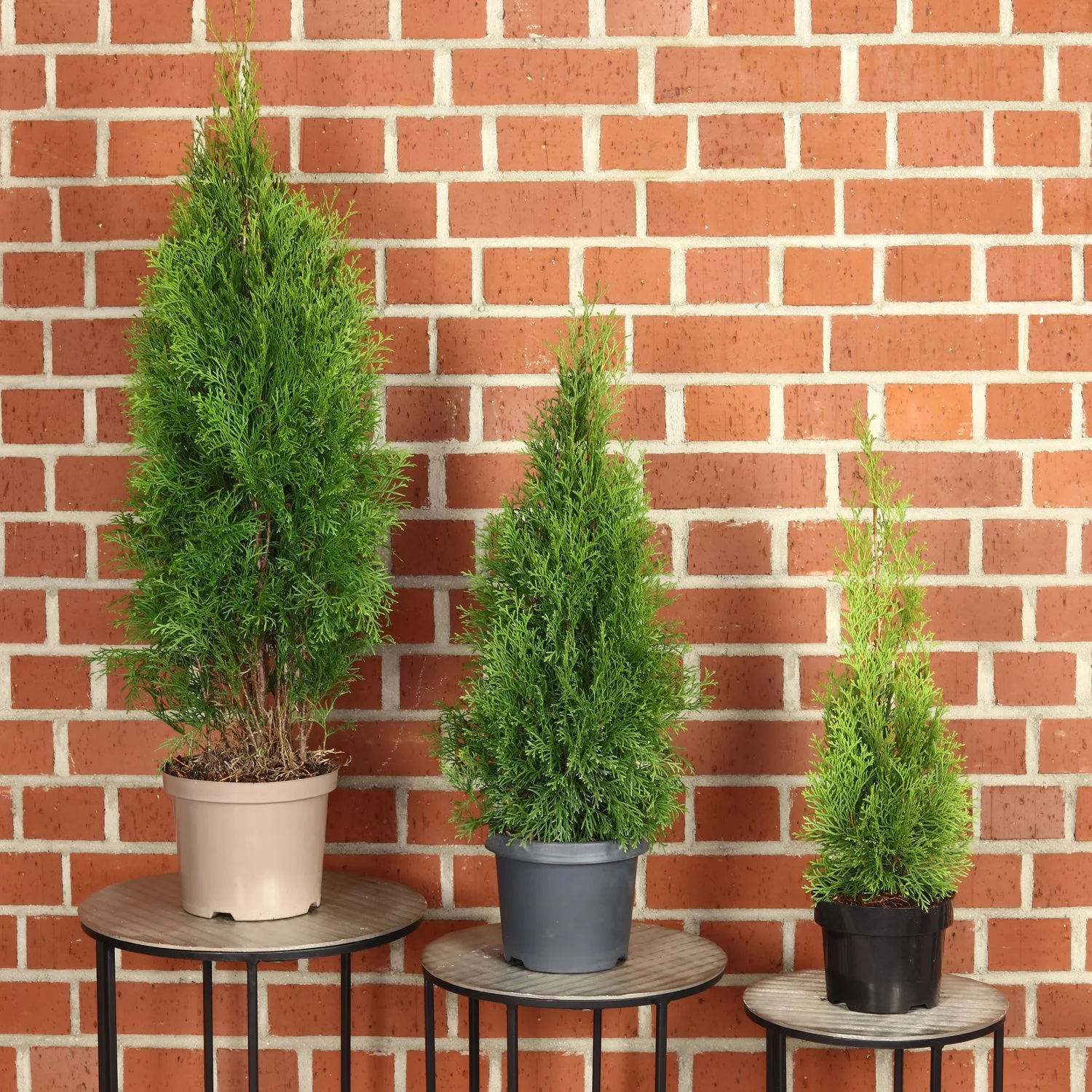 Lebensbaum "Smaragd" C5 - Thuja occidentalis smaragd - Höhe ca. 80-100 cm - Image 3