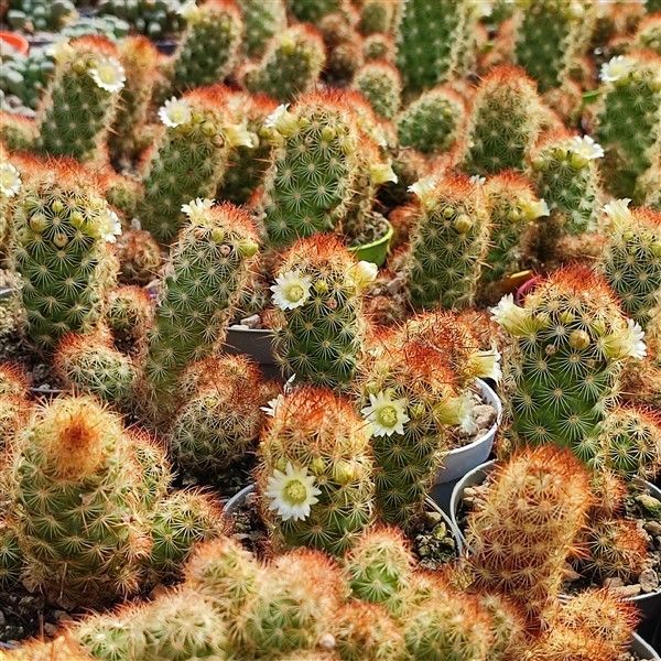 Mammilaria elongata anguinea - seltener Kugelkaktus - Rarität - 6,5cm Topf - 15cm hoch - Image 3