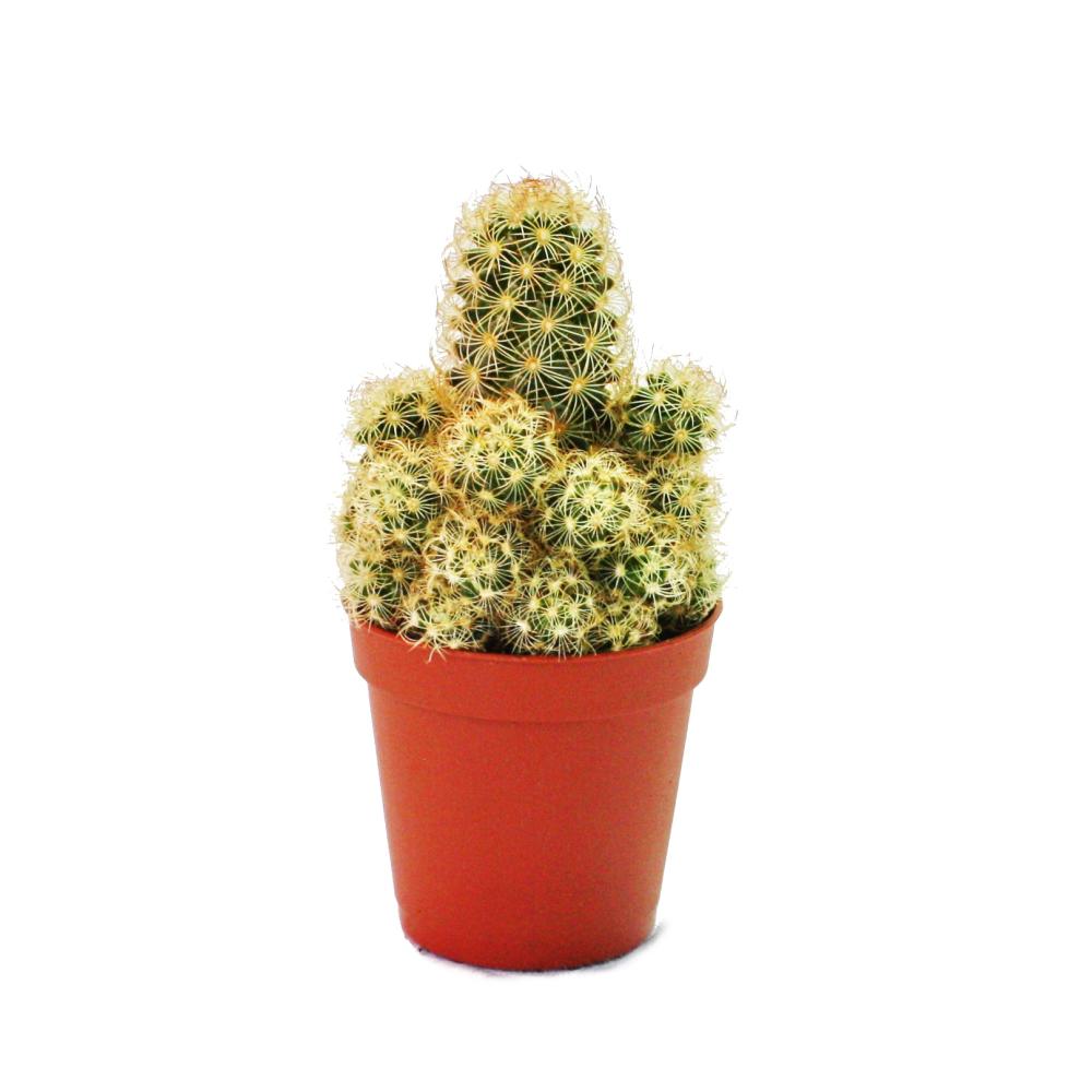 Mammillaria elongata - mittelgrosse Pflanze im 8,5cm Topf