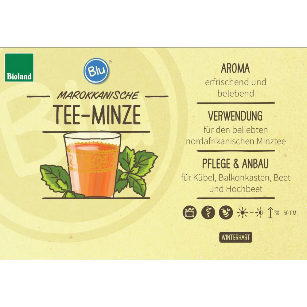 Marokkanische Tee-Minze in BIO-Qualität - Mentha spicata - Kräuterpflanze im 12cm Topf - Image 2