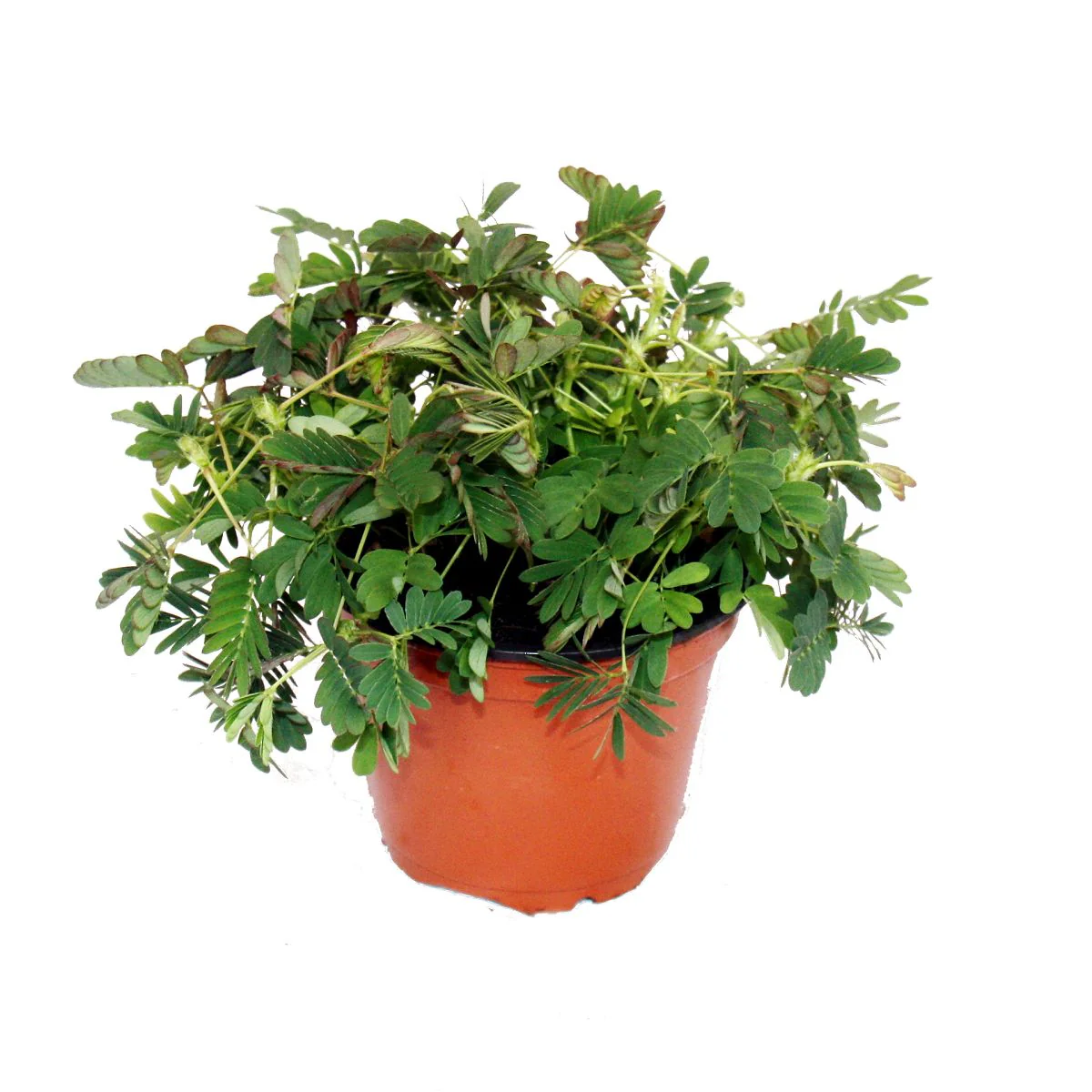 Mimosa "Touch-Mich-Nicht-An" - La plante qui réagit au toucher - pot de 9cm - Image 4