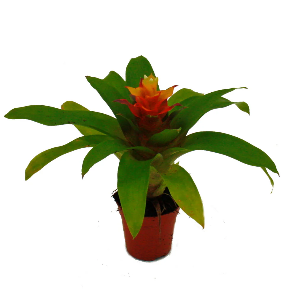 Mini-Guzmanien-Trio - Set mit 3 bunten Bromelien in 3 Farben - 5,5cm Topf - Image 4
