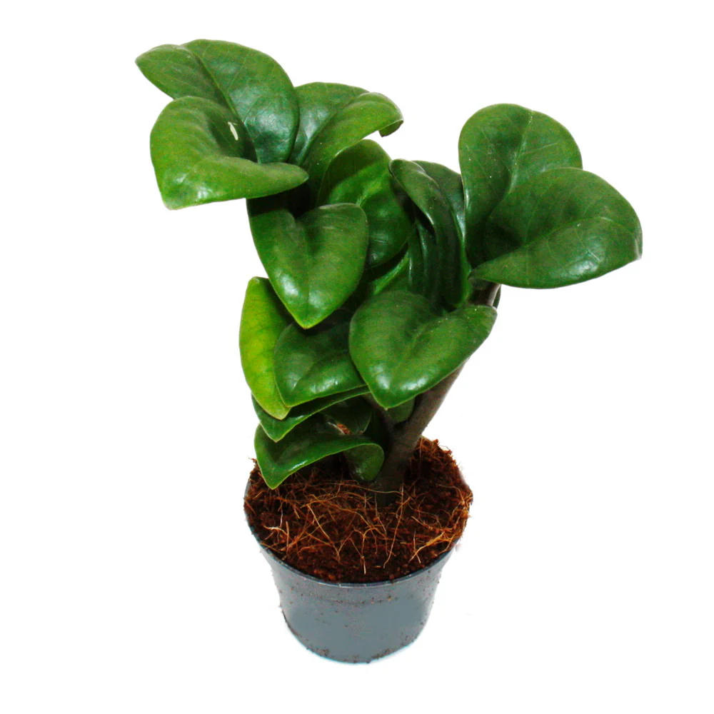 Mini-Pflanze Zamio Palme Zamioculcas zamiifolia Glücksfeder pflegeleicht Baby-Plant 5,5cm Topf - Image 2