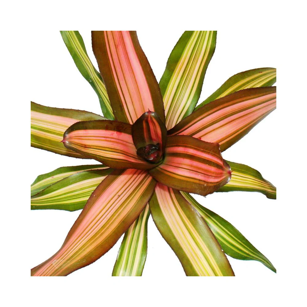 Nestananas - Neoregelia "Fancy" - Bromelie in wunderbaren Farben - 12cm Topf - grün-gelb-orange - Image 2