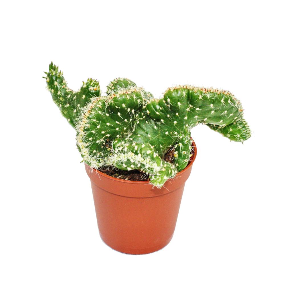 Opuntia cylindrica cristat - Kammform - im 5,5cm Topf