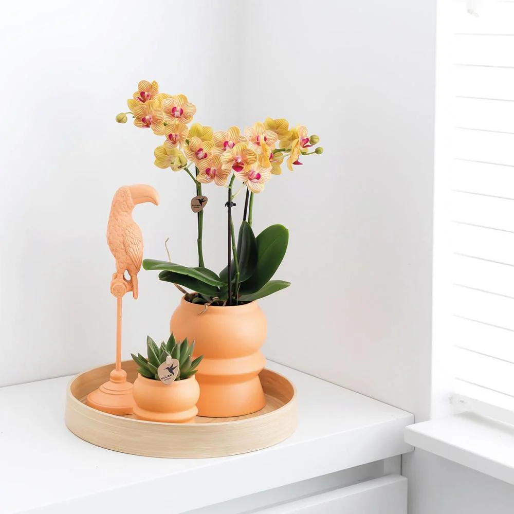 Orange Phalaenopsis Orchidee - Jamaica + Ziertopf Pfirsich Topf 9cm 40cm hoch - Image 2