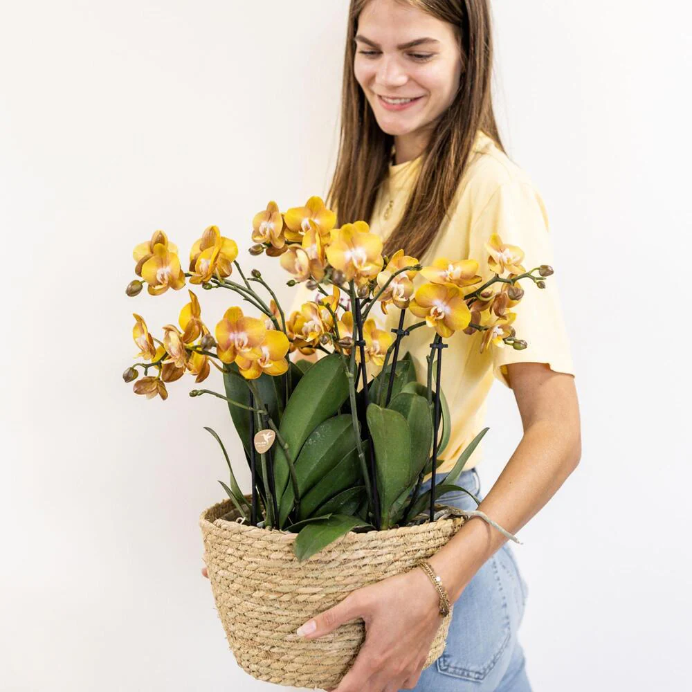 Kolibri Orchids orange Orchideen-Set im Baumwollkorb inkl. Wassertank drei orange Orchideen 12cm - Image 2