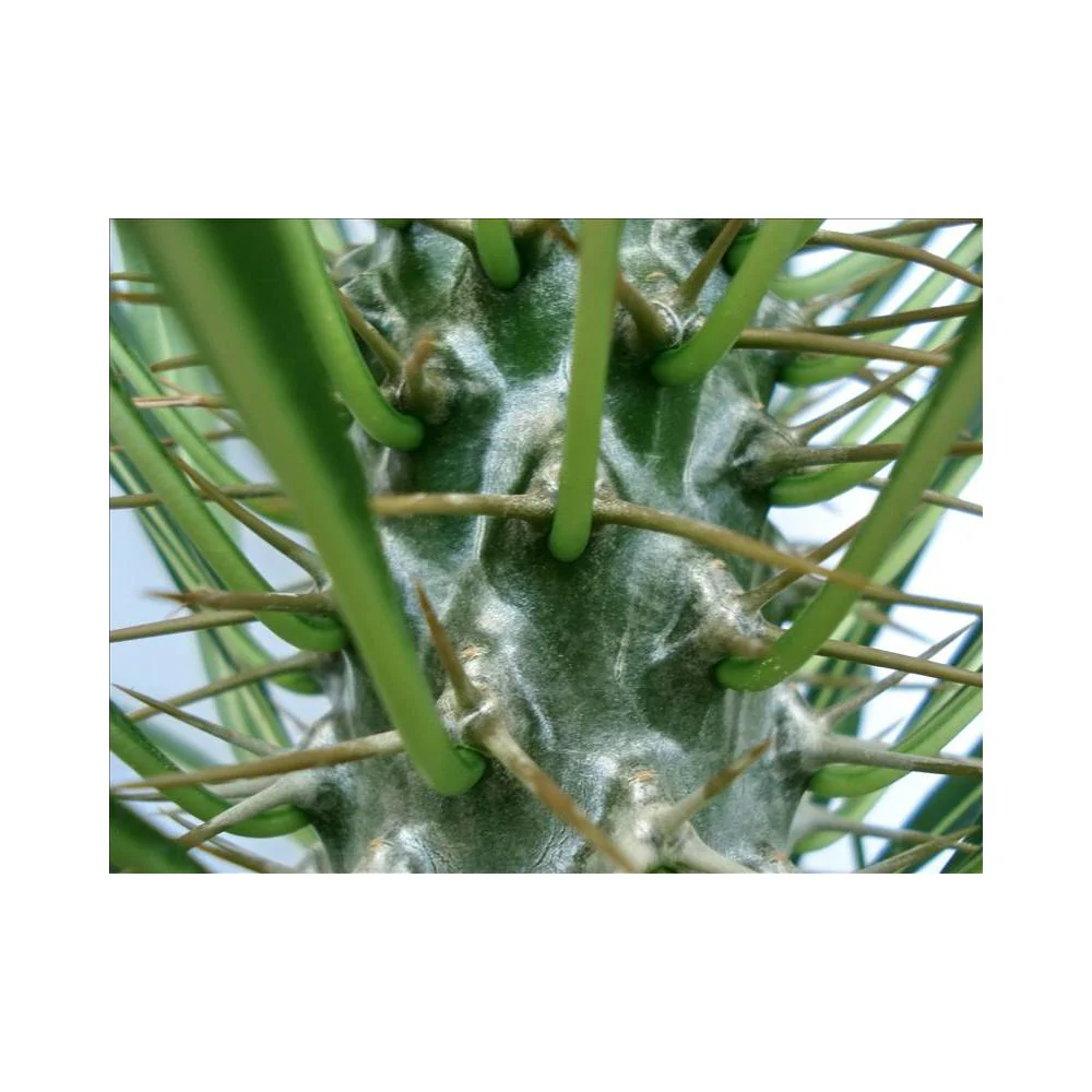 Pachypodium lameri - Echte Madagaskar-Palme - 12cm Topf - Image 2