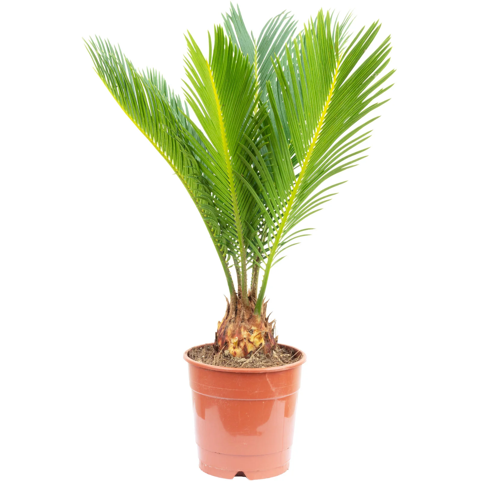 Palmfarn - Cycas revoluta - Höhe ca. 65 cm, Topf-Ø 19 cm