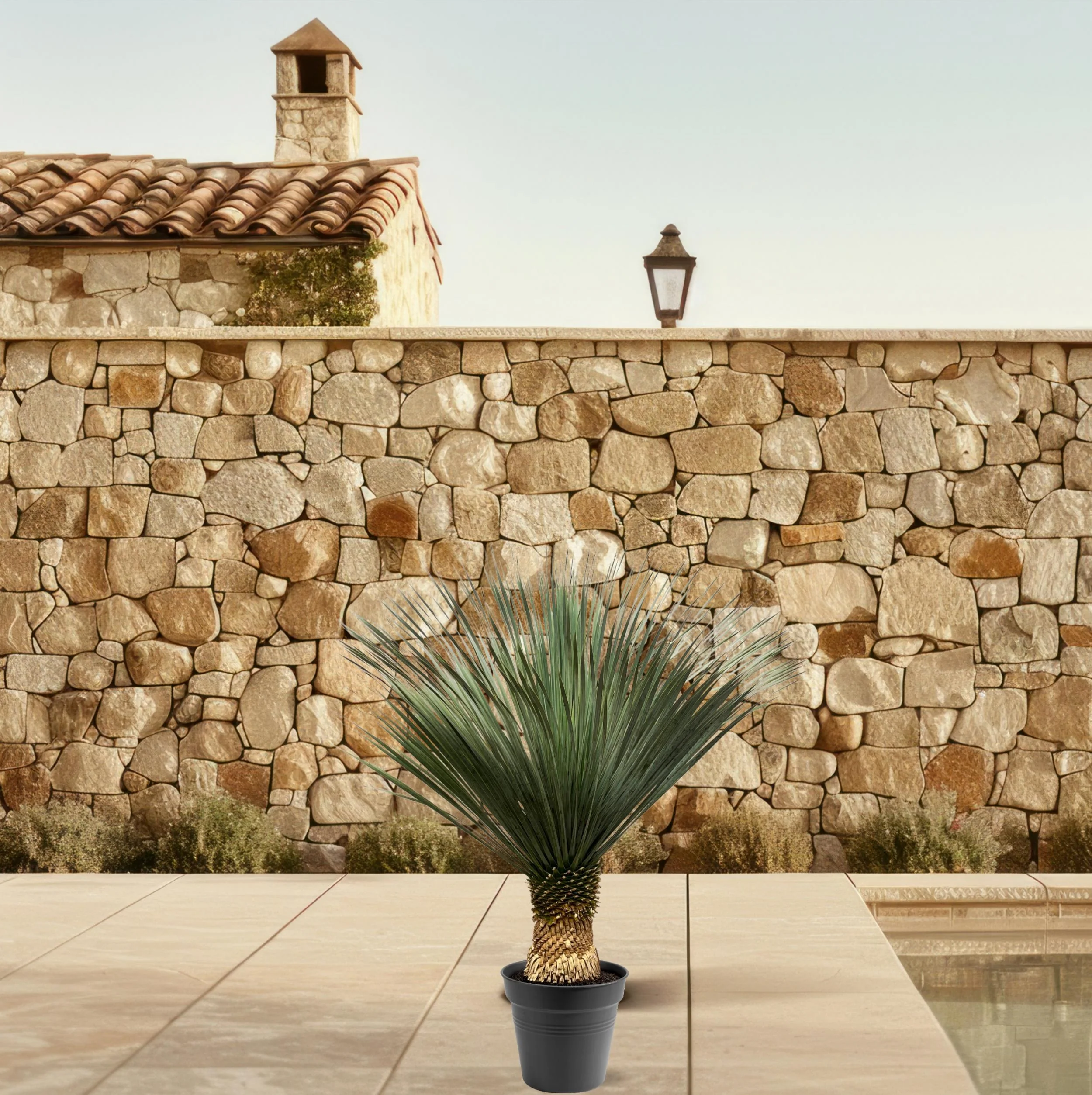 Yucca Rostrata - pot 24cm hauteur 60cm - Image 6