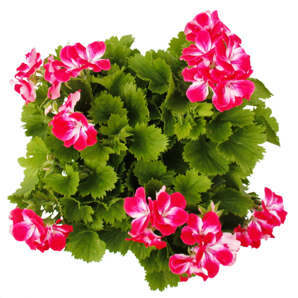 Pelargonium Grandiflorum "Swiss" - englische Edelgeranie - Stämmchen - 19cm Topf - 60cm - rot-weiss - Image 3