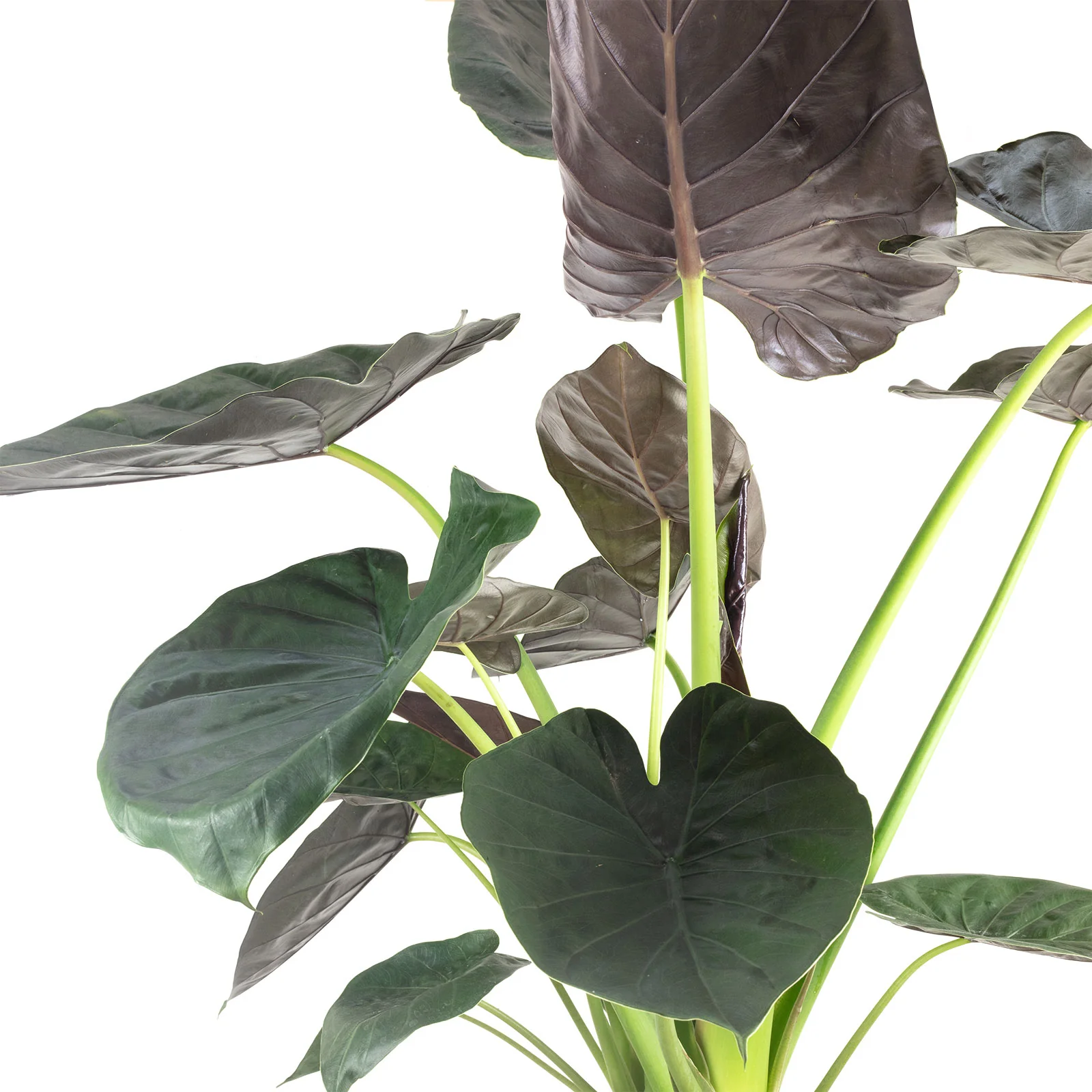 Pfeilblatt - Alocasia wentii - Höhe ca. 130 cm, Topf-Ø 27 cm - Image 2