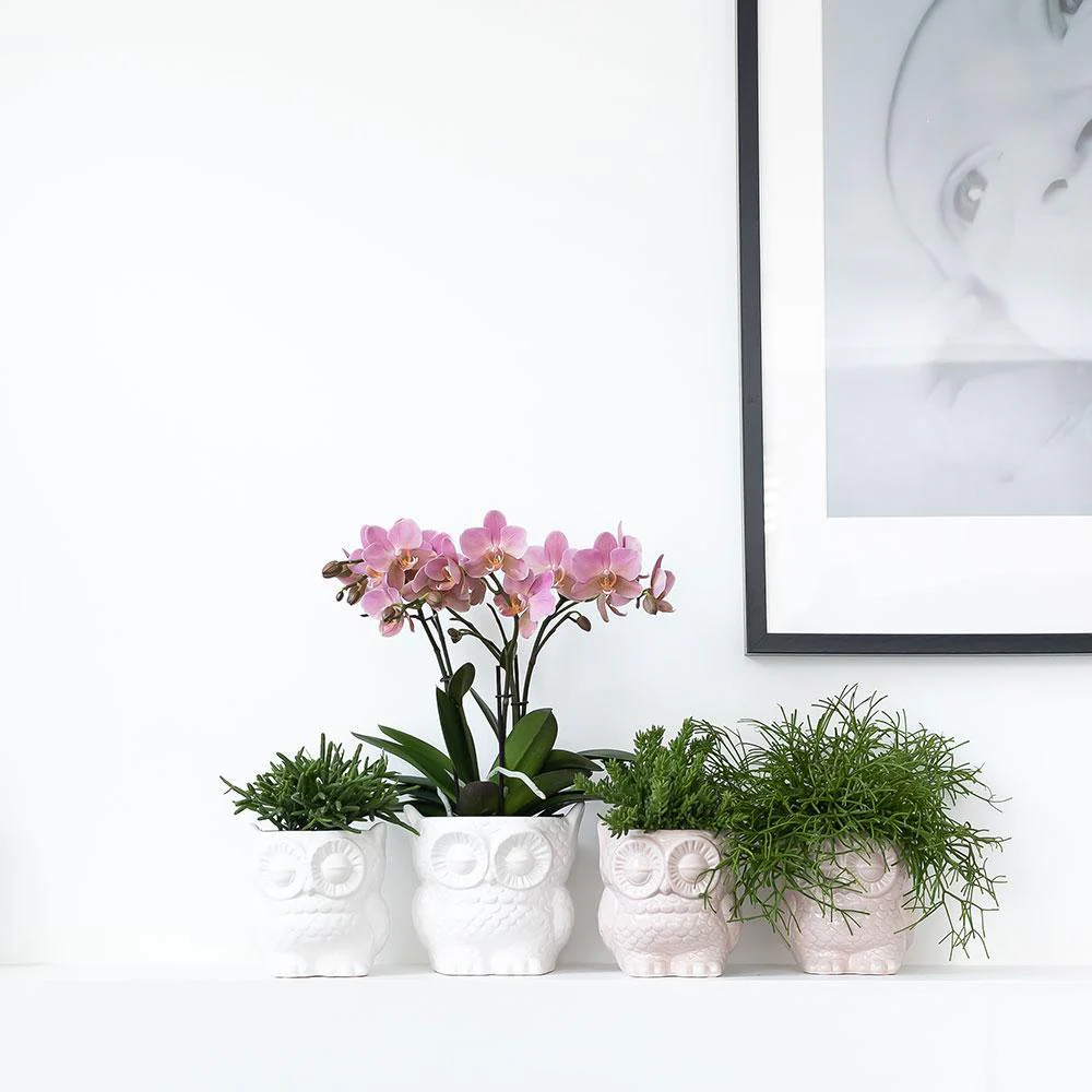 Pflanzenset Eule mit weißer Phalaenopsis Orchidee 9cm und grüner Sukkulente 6cm - Image 3