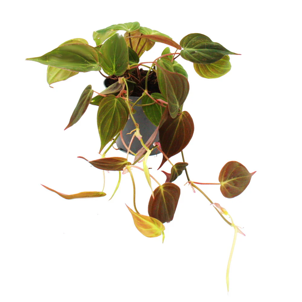 Philodendron micans - Dark Climbing Tree Friend - Pot 12cm