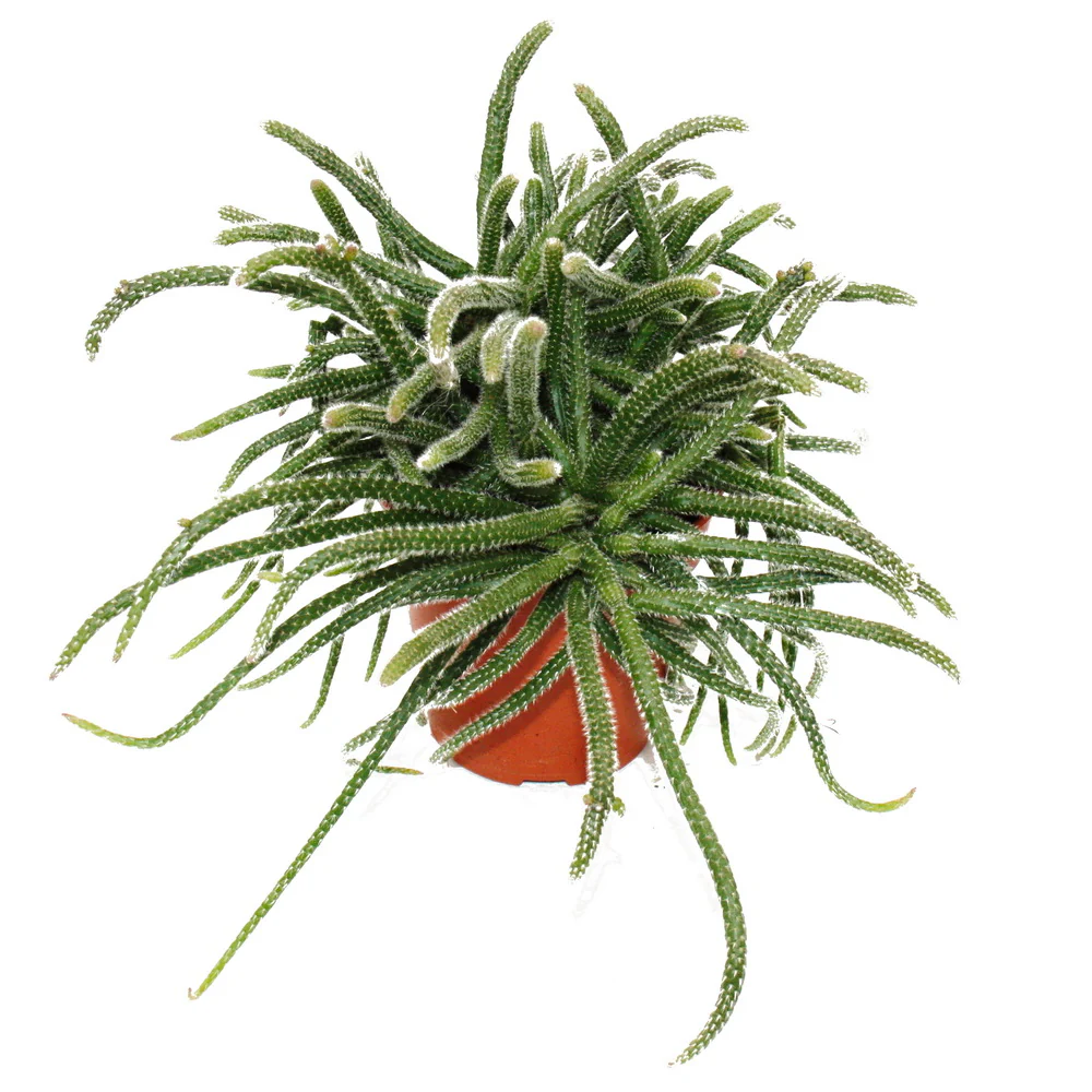 Rhipsalis baccifera horrida - Korallenkaktus - im 12cm Topf - sukkulente Zimmerpflanze - Image 2