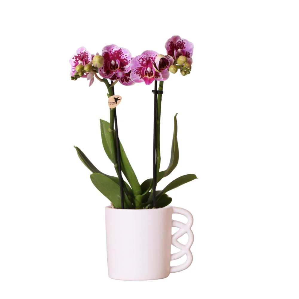 Rosa lila Phalaenopsis Orchidee - El Salvador Ziertopf weiß - Topf 9cm - 40cm hoch