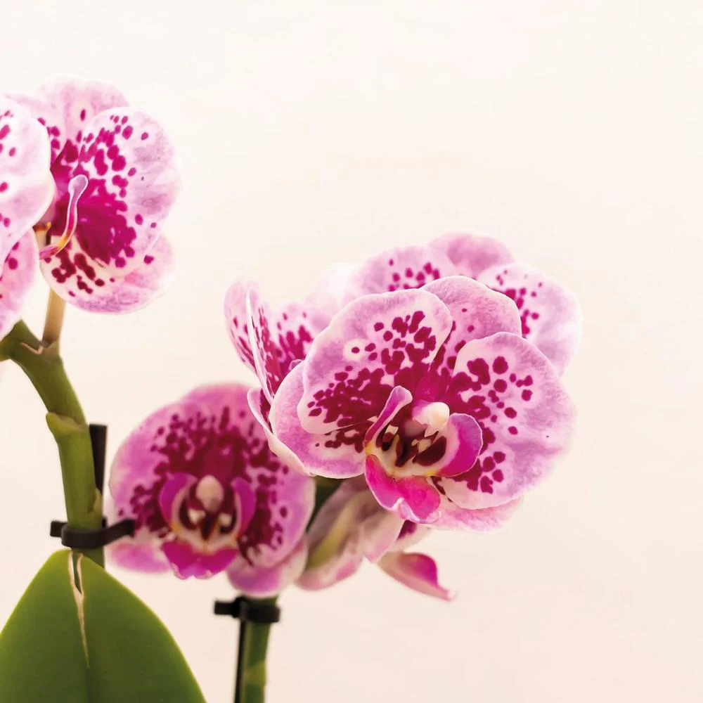 Rosa lila Phalaenopsis Orchidee - El Salvador Ziertopf weiß - Topf 9cm - 40cm hoch - Image 2