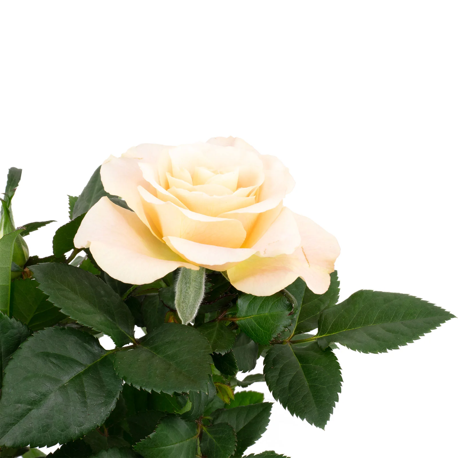 Rose orange - Rosa - Höhe ca. 30 cm, Topf-Ø 10 cm - Image 2