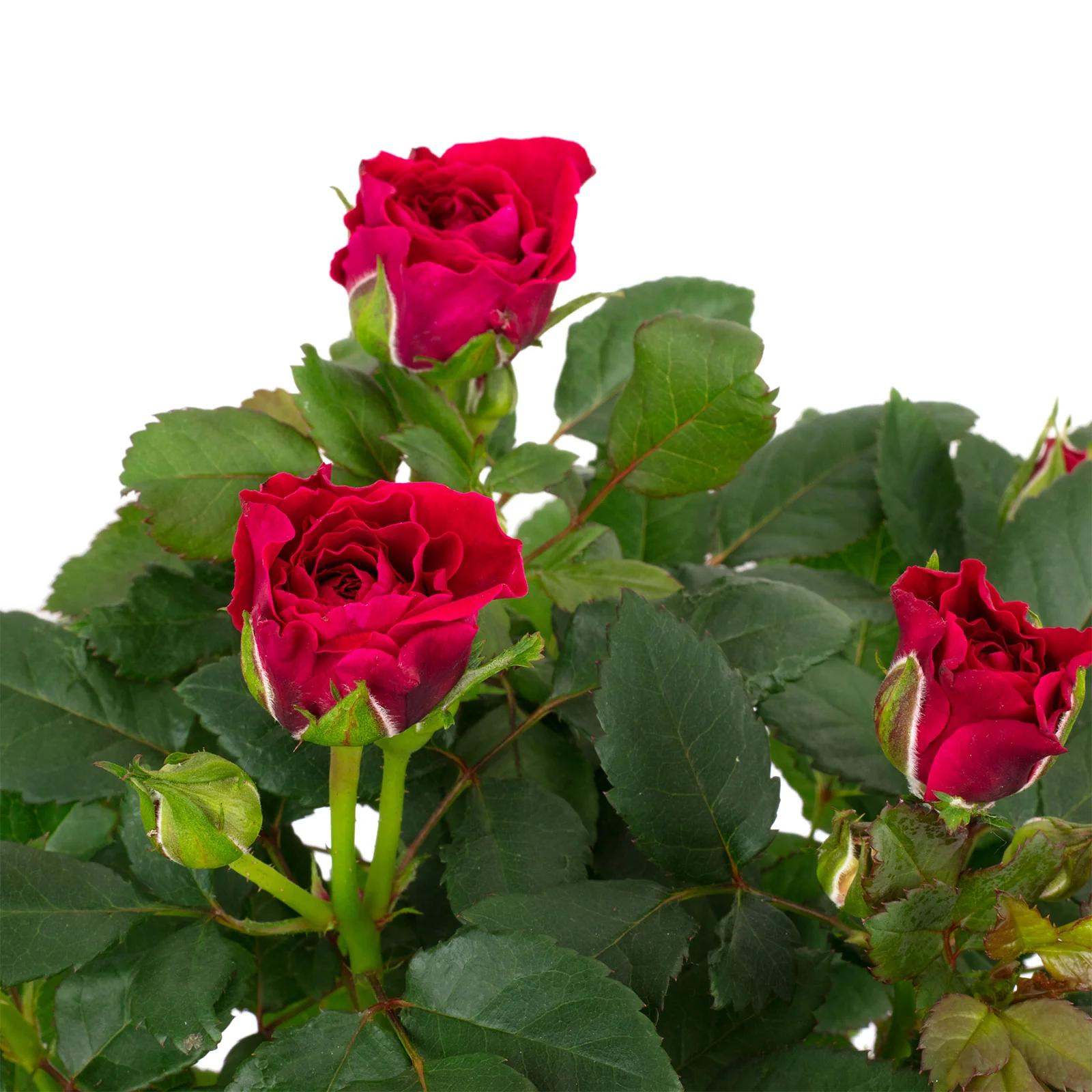 Rose rot - Rosa - Höhe ca. 30 cm, Topf-Ø 10 cm - Image 2