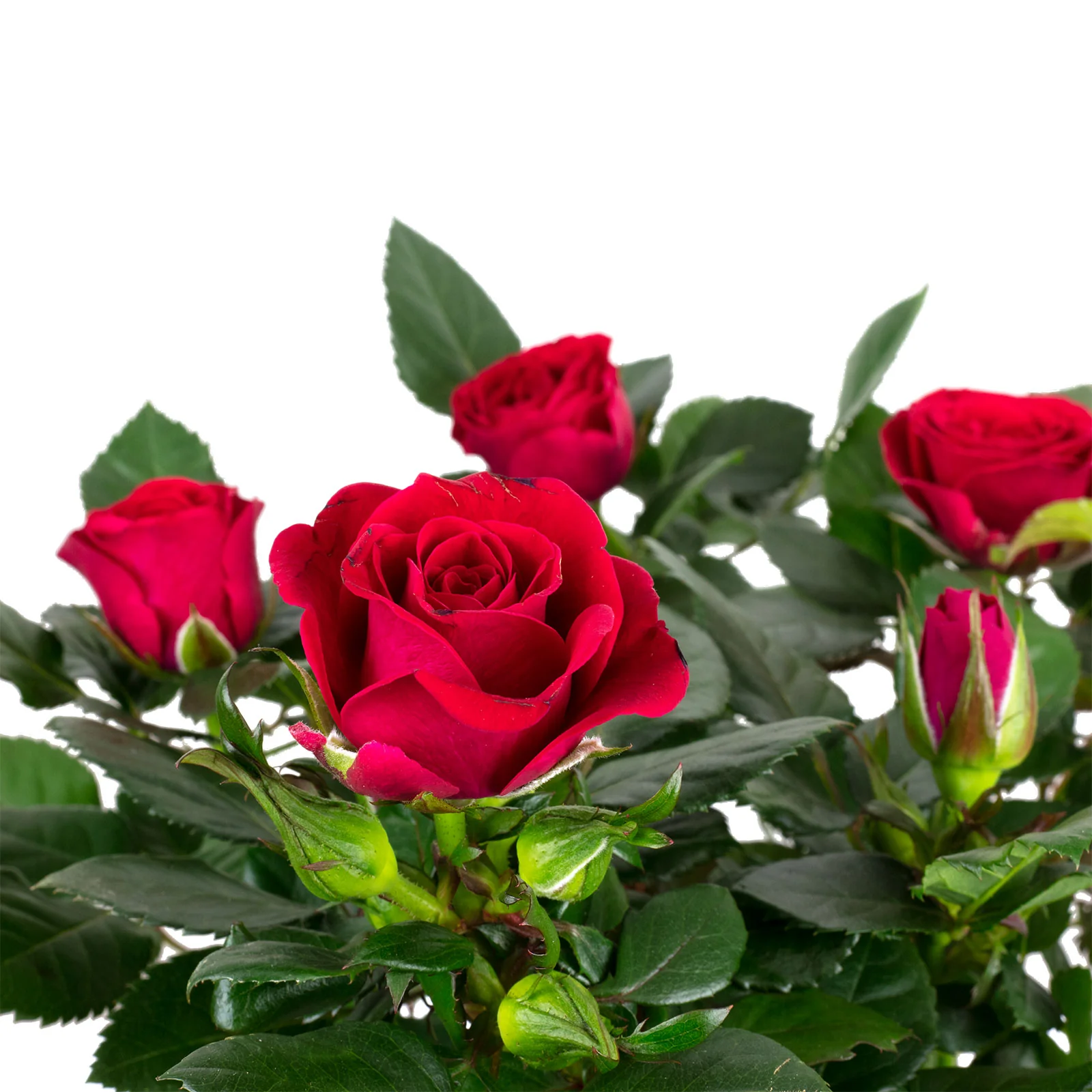 Rose rot - Rosa - Höhe ca. 36 cm, Topf-Ø 13 cm - Image 2