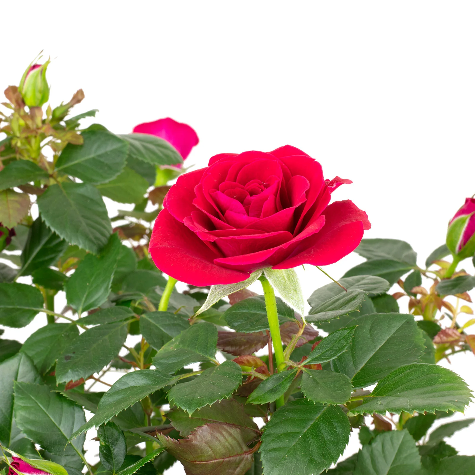 Rose rot - Rosa - Höhe ca. 45 cm, Topf-Ø 17 cm - Image 2